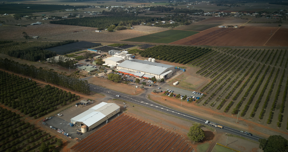 marquis macadamia factory and farm